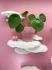 Tree Sponge Mushroom Wall Shelf Set