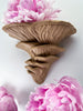 Flamingo Oyster Mushroom Wall Shelf